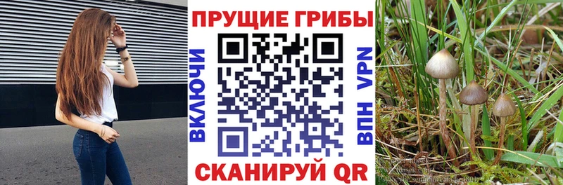 Галлюциногенные грибы Psilocybine cubensis Хабаровск